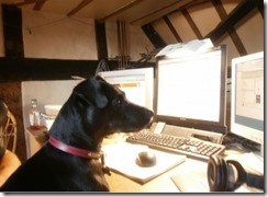 dogi n front of computer