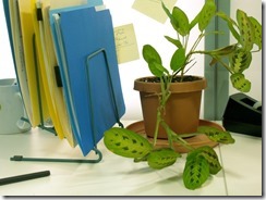 desk, plant and file folders for SharePoint