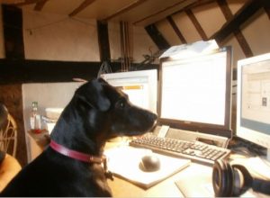 dog looking at android apps